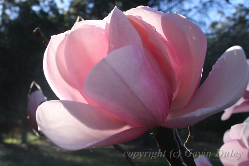 Magnolia, Pirianda Gardens IMG_6965.JPG